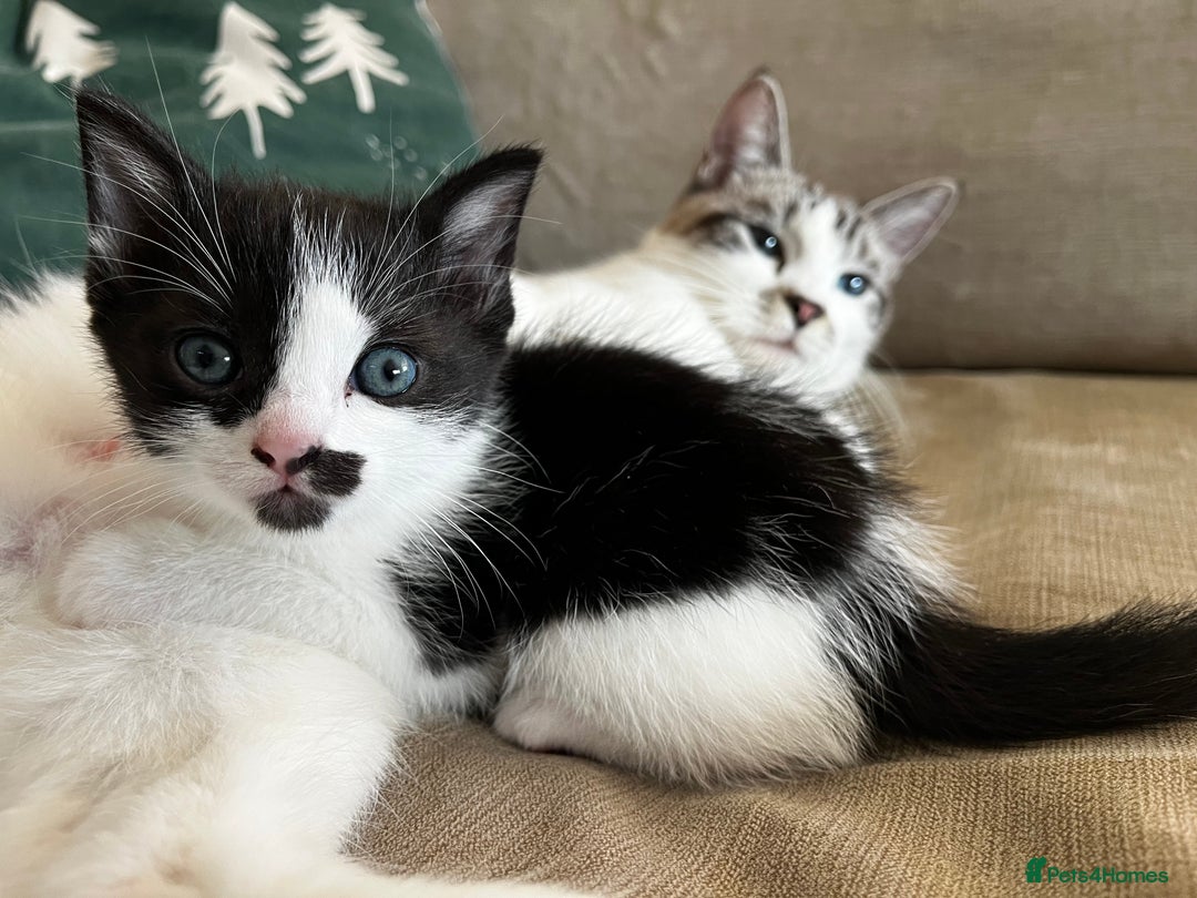 Ragdoll cats for sale: Ragdoll X kittens  - Advert 7