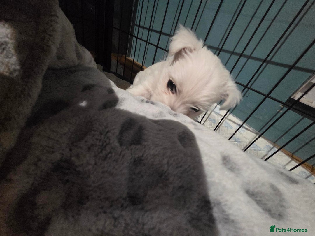 West Highland Terrier dogs for sale: Gorgeous pedigree westies, excellent bloodlines - Image 7