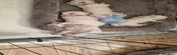 Maltese dogs for sale: Maltese puppy's - Advert 14
