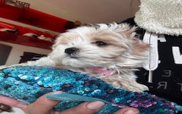 Maltipoo dogs for sale: F1 maltipoo - Image 31