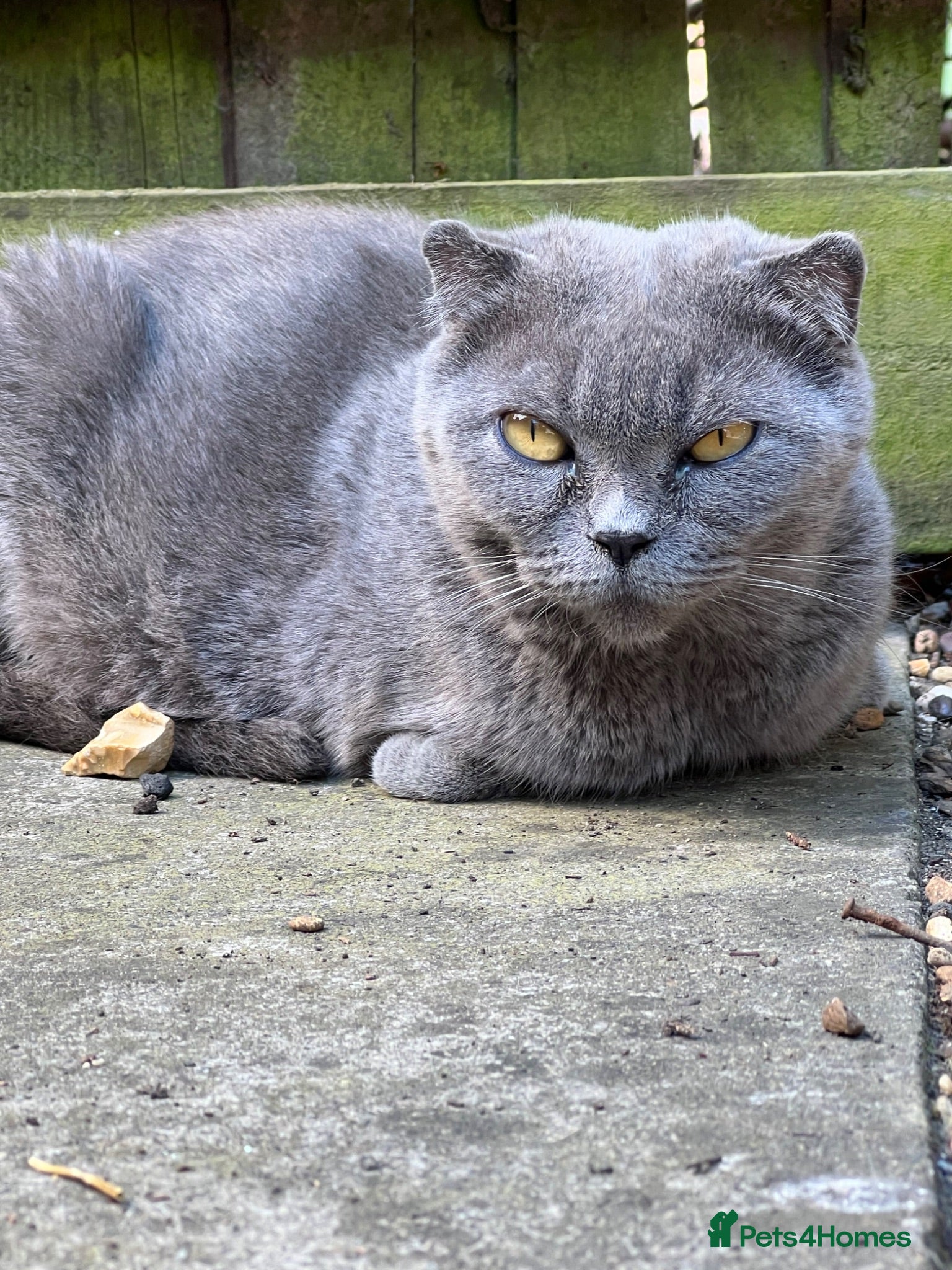 Domestic Shorthair cats 2 male kittens  - Advert 1