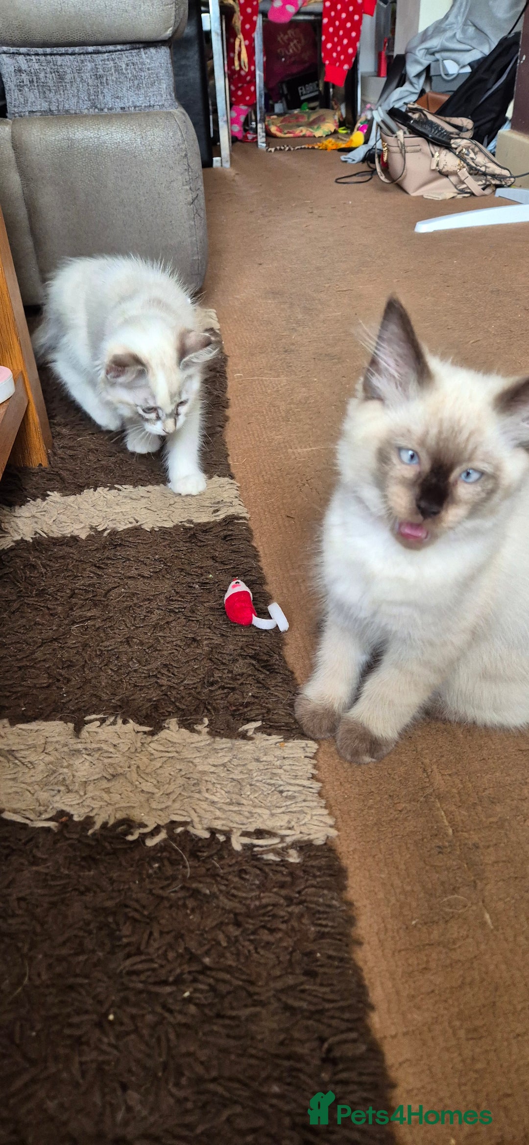 Turkish Angora cats for sale: Turkish angora  - Image 17