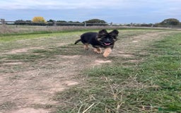 German Shepherd dogs for sale: GSD Puppy (F) - Image 4