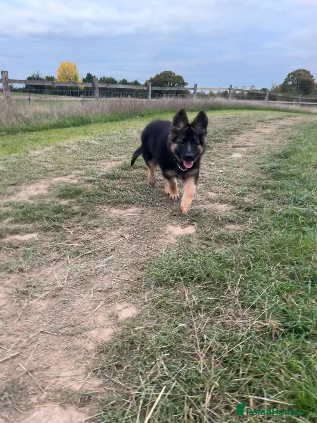 German Shepherd dogs for sale: GSD Puppy (F) - Image 4