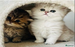 Persian cats for stud: ⭐️PERSIAN CHINCHILLA  PEDIGREE  STUD⭐️ in Gerrards Cross - Image 15