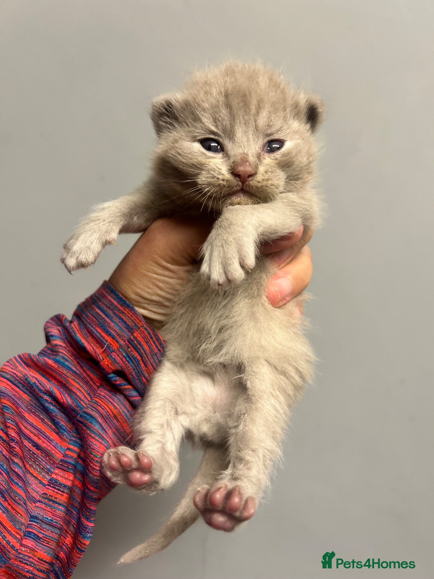 British Shorthair cats for sale: BSH KITTENS 🤎💙 - Advert 23