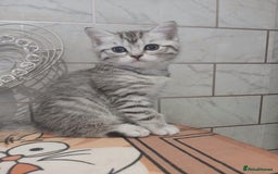 Scottish Fold cats for sale: ready to leave!! 2 Scottish straights  - Image 3