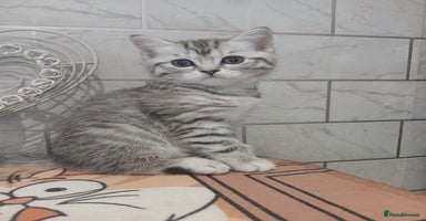 Scottish Fold cats - Advert 1