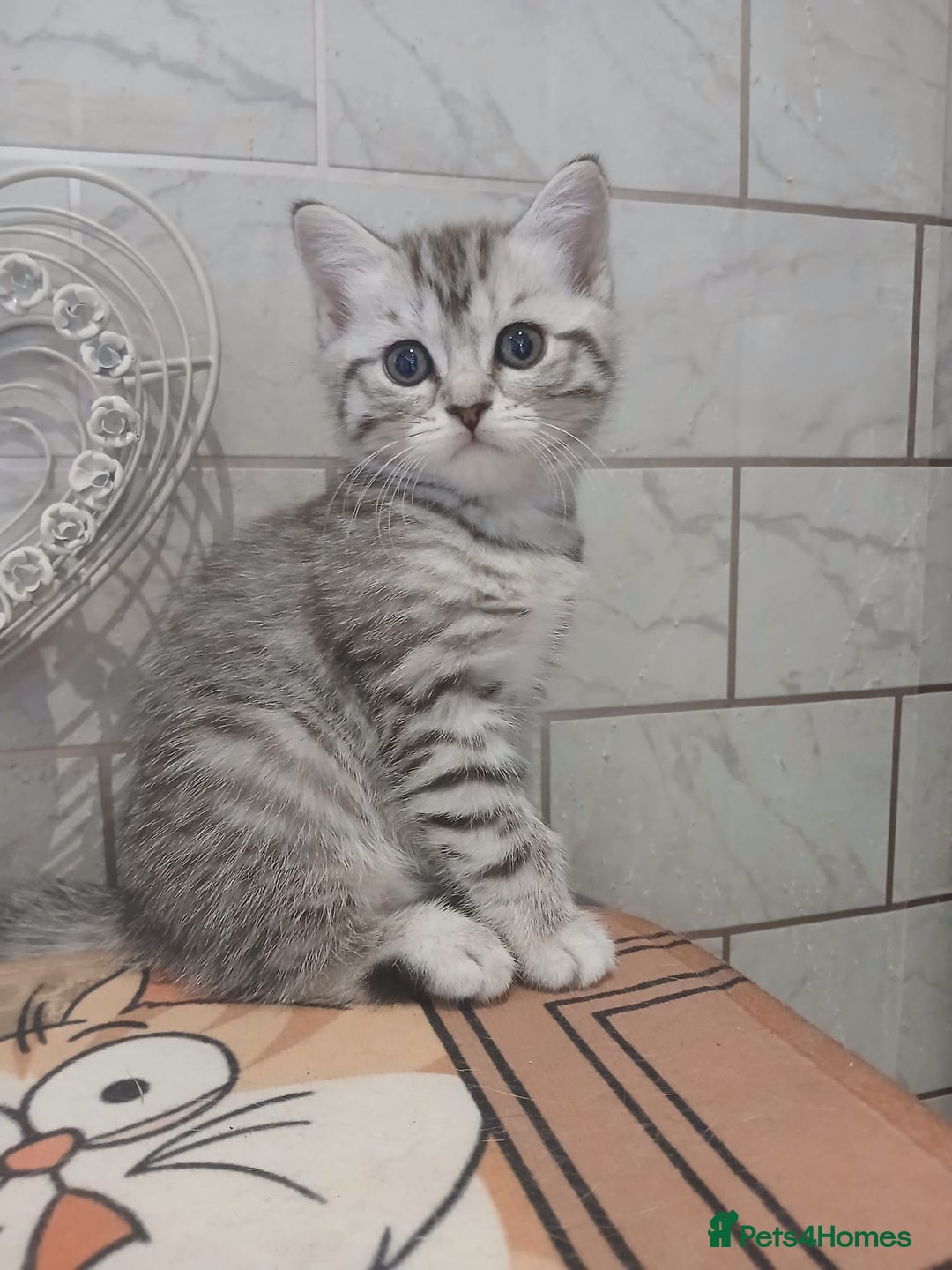 Scottish Fold cats for sale: ready to leave!! 2 Scottish straights  - Image 3