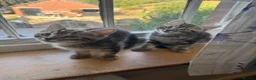 Mixed Breed cats for sale: 1 boy Bengal X ready to leave now - Advert 5