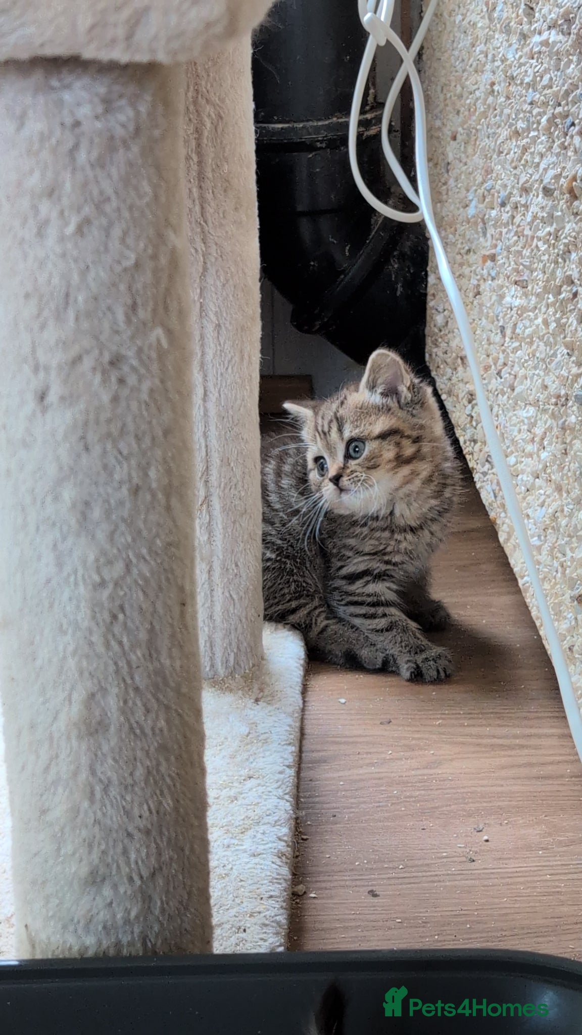 Mixed Breed cats for sale: Stunning TeddyBear Persian Chinchilla x BSH girls  - Advert 2