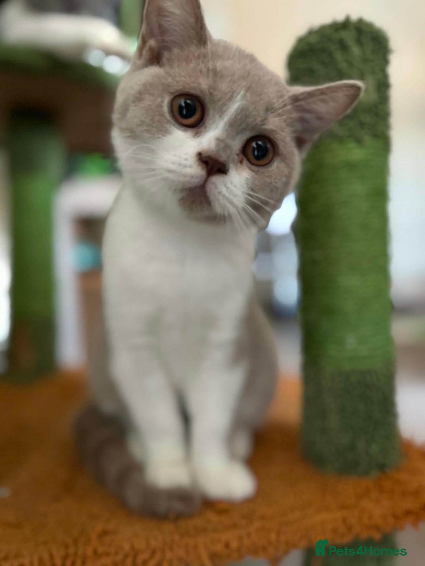 British Shorthair cats 🐾British Shorthair Kittens GCCF Registered🐾 - Advert 2