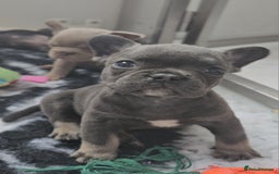 Frug dogs for sale: Beautiful Frug Babies 😍 - Image 21