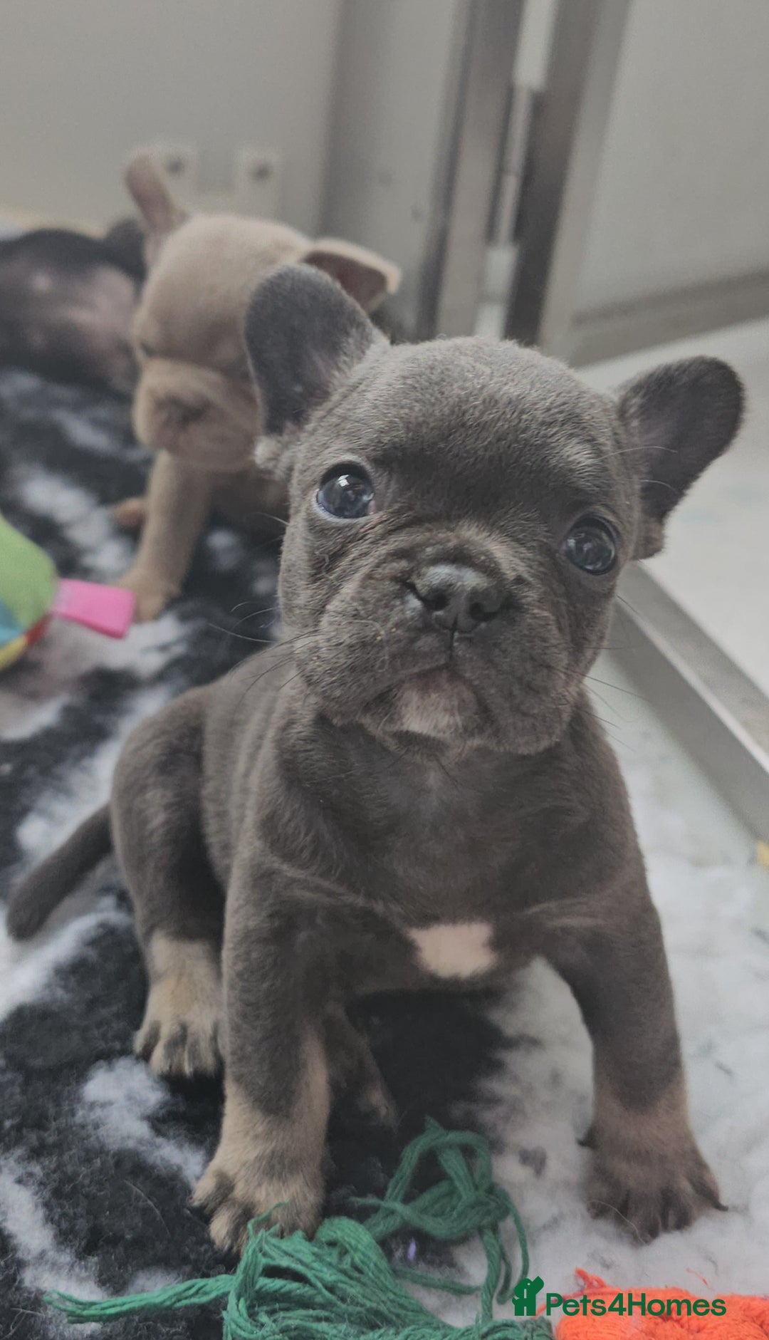 Frug dogs for sale: Beautiful Frug Babies 😍 - Image 21