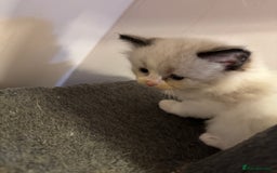 Ragdoll cats for sale: Our little snow babies ragdoll kittens  - Image 8