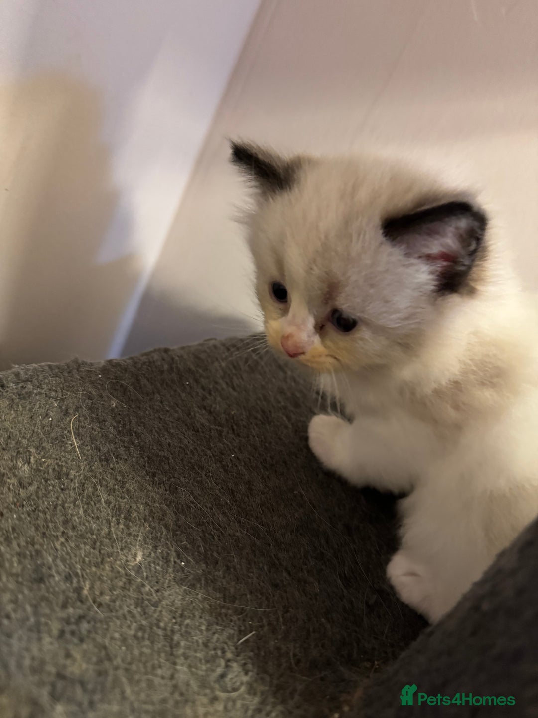 Ragdoll cats for sale: Our little snow babies ragdoll kittens  - Image 8