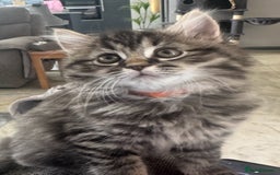 Mixed Breed cats for sale: Maine coon x ragdoll  - Image 24