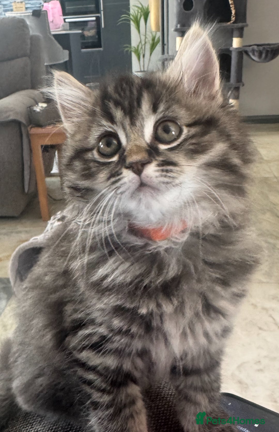 Mixed Breed cats for sale: Maine coon x ragdoll  - Image 24