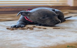 Staffordshire Bull Terrier dogs for sale: Blue/blue&white staffs - Image 26