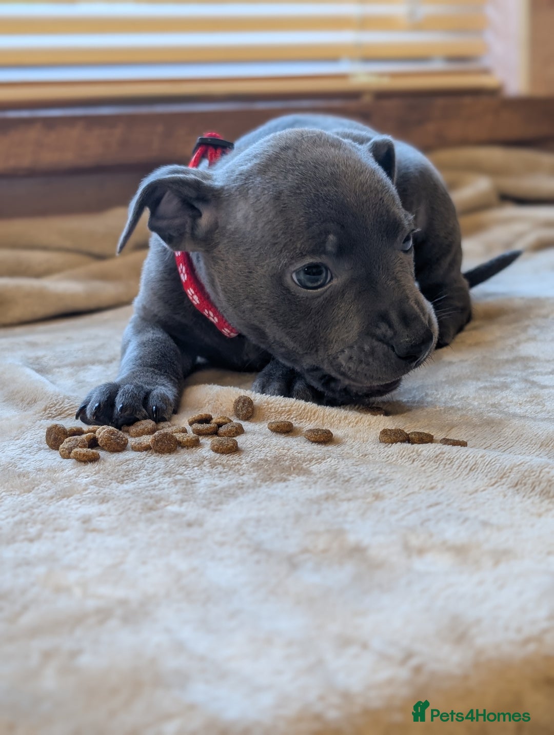 Staffordshire Bull Terrier dogs for sale: Blue/blue&white staffs - Image 26