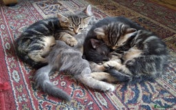 Mixed Breed cats for sale: Kittens looking for forever home - Image 1