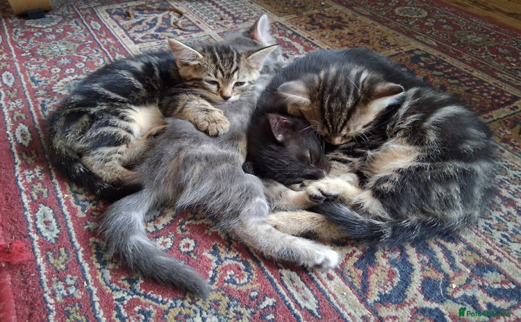 Mixed Breed cats - Advert 4