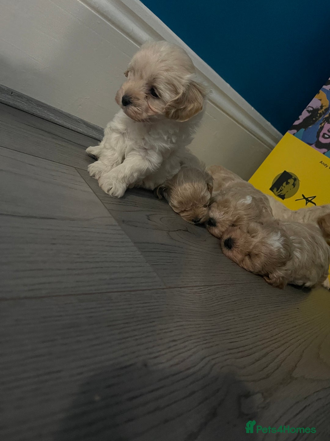 Maltipoo dogs for sale: ❤️XS TOY MALTIPOOS❤️ - Image 30