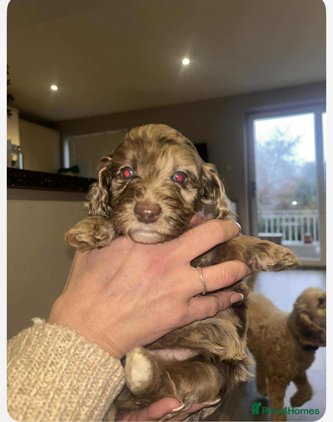 Mixed Breed dogs for sale: Doxipoo 1 male 3 female  - Advert 4