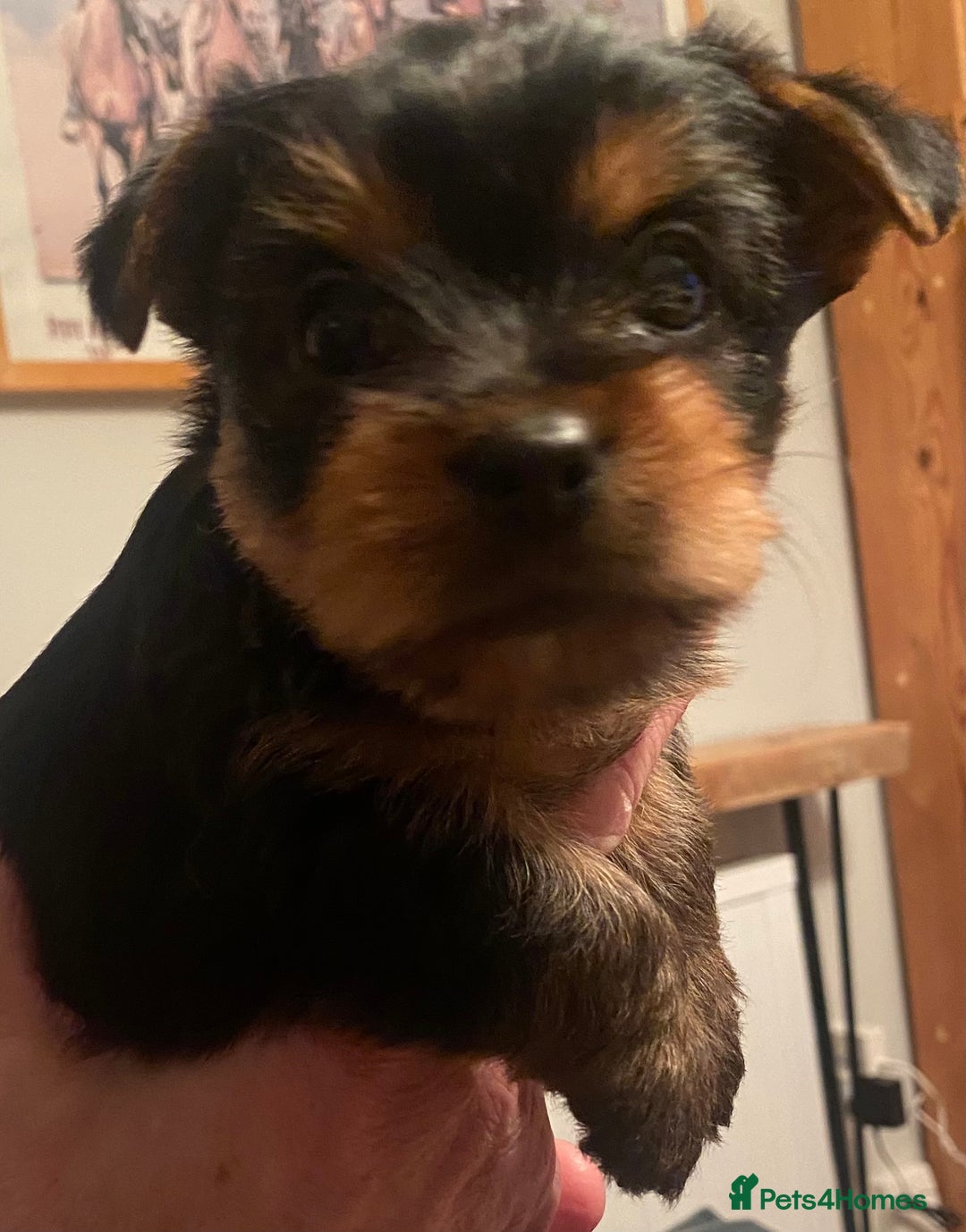Yorkshire Terrier dogs for sale: Yorkshire Terrier puppies - Advert 8