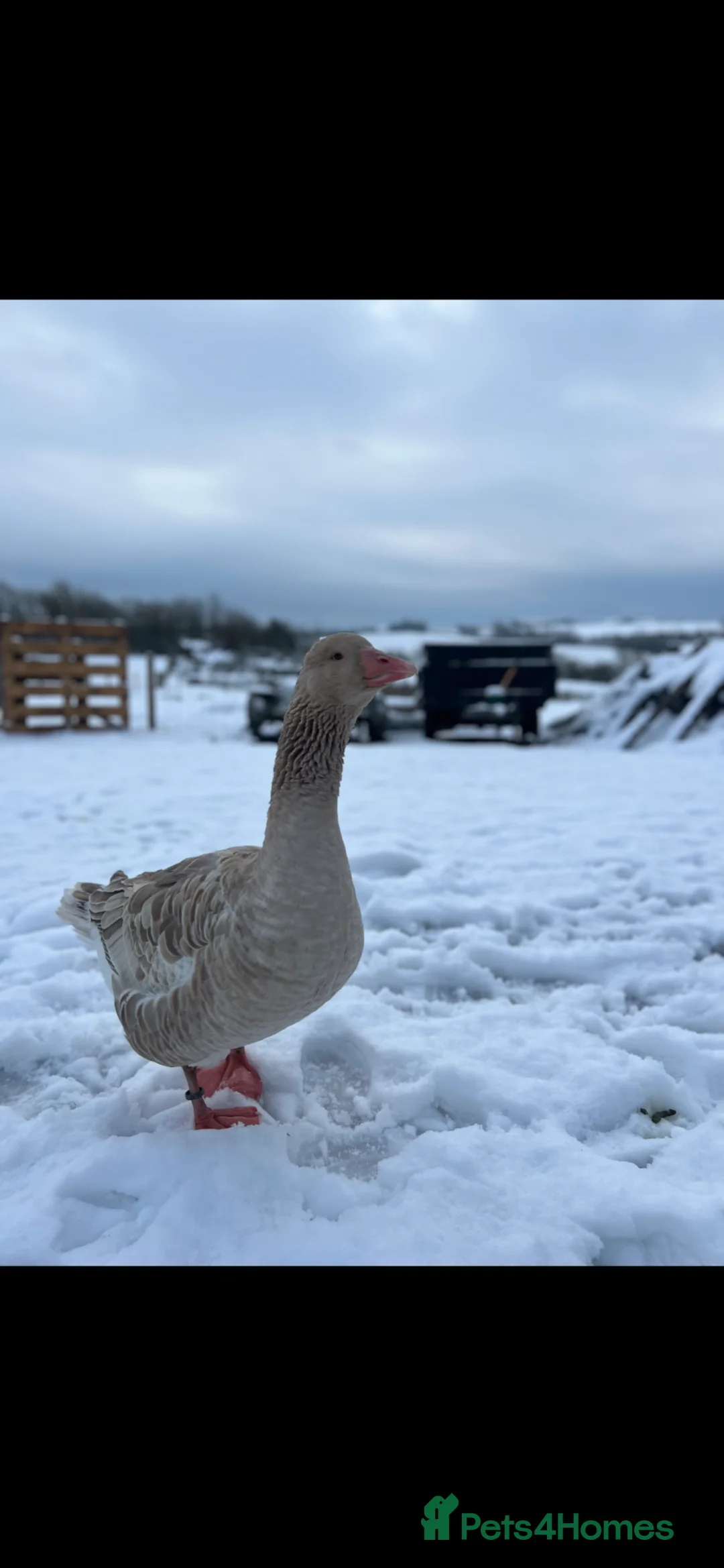 Geese poultry for sale: Brecon buff goose and Toulouse gander for sale - Advert 3