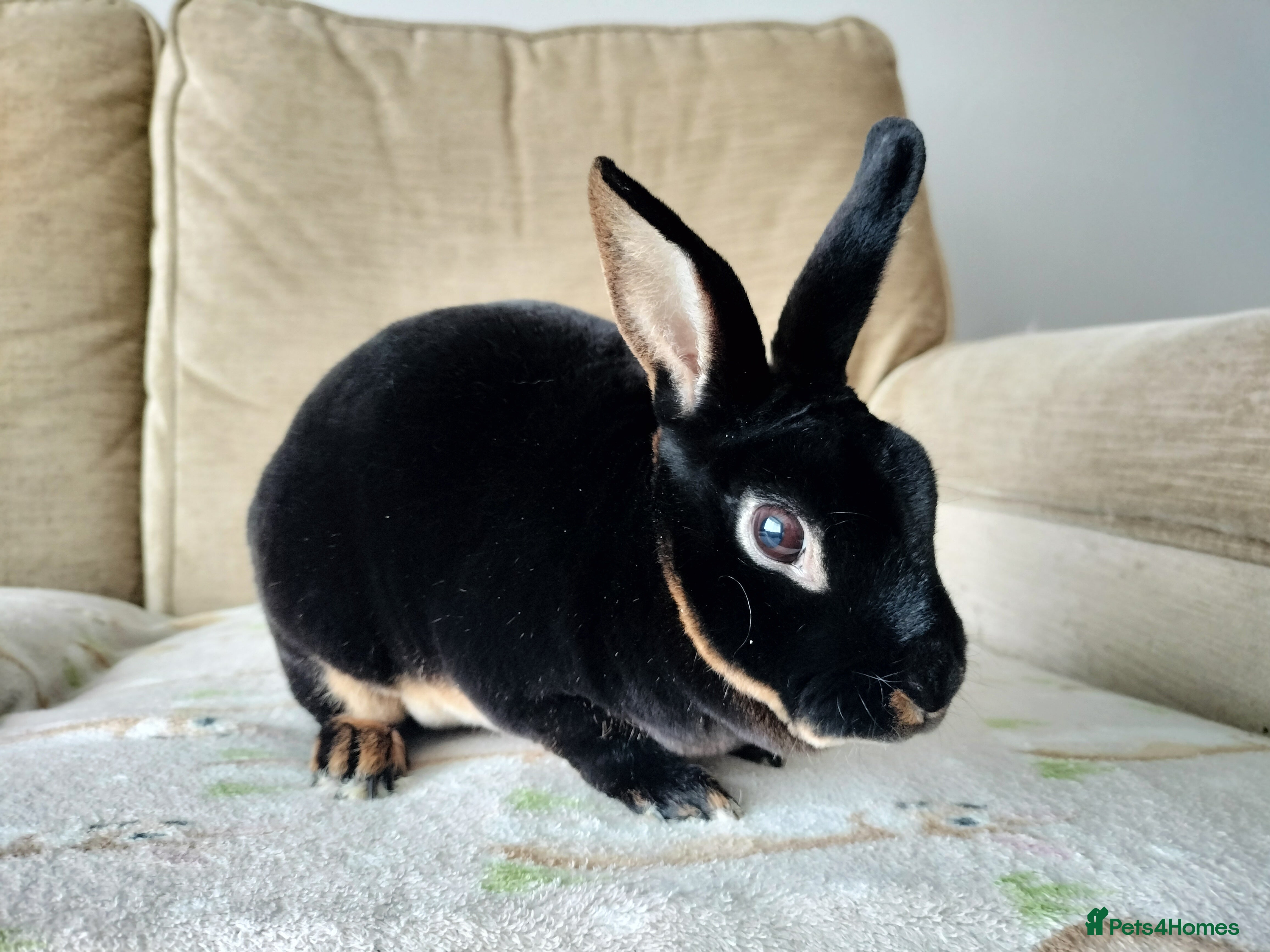 Rex rabbits Adult mini rex for sale  - Advert 2