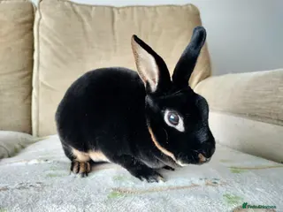Rex rabbits Adult mini rex for sale - Advert 2