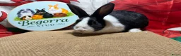 Dutch rabbits for sale: Gorgeous Dutch rabbits - Advert 6