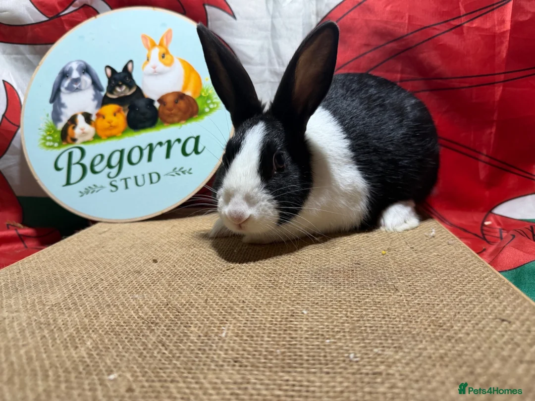 Dutch rabbits for sale: Gorgeous Dutch rabbits - Advert 6