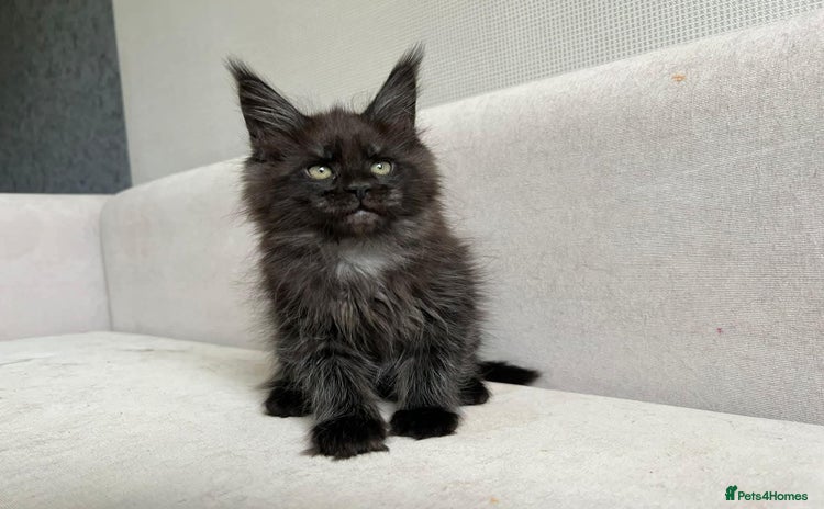 Maine Coon cats - Advert 9