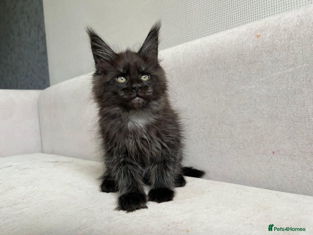 Maine Coon cats for sale: LAST SMOKEY MAINE COON LEFT - Image 1