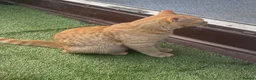 Mixed Breed cats for sale: Ginger Tom  in Leeds - Advert 6