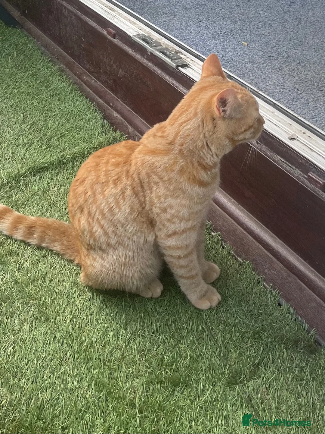 Mixed Breed cats for sale: Ginger Tom  in Leeds - Advert 6