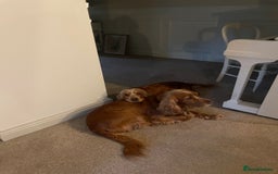 Cocker Spaniel dogs for sale: Lovely natured spaniel puppies - Image 6