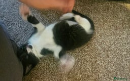 British Shorthair cats for sale: Beautiful Bengal x Calico Kittens - Image 12
