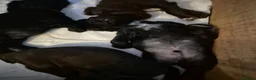 Sprocker dogs for sale: Working Sprocker Spaniels  - Advert 11