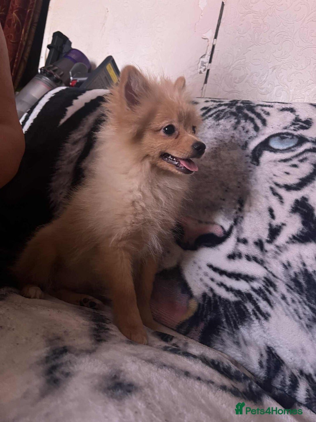 Pomeranian dogs for sale: 4 beautiful Pomeranian's looking for forever home  - Image 9