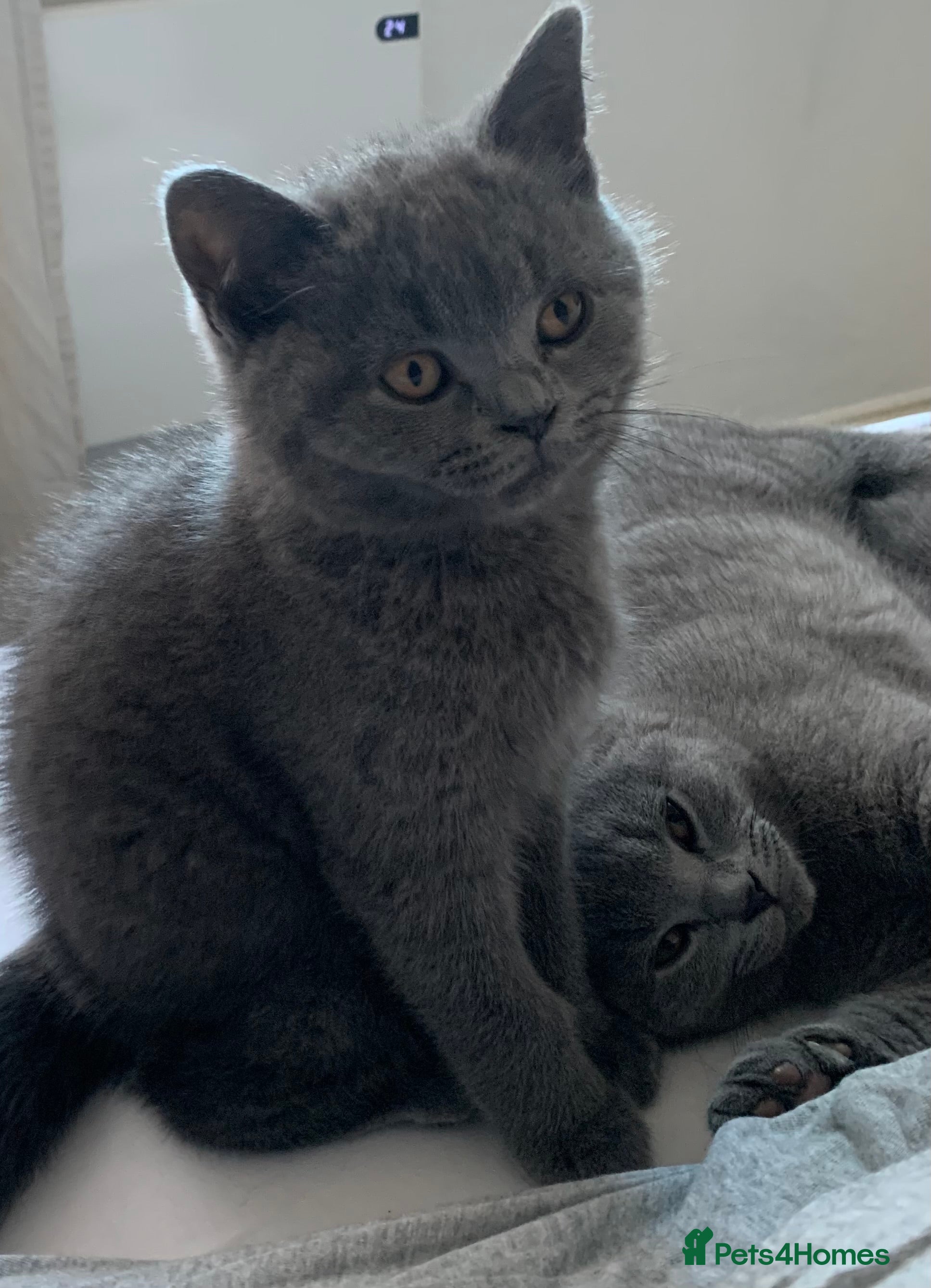 British Shorthair cats British Shorthair Blue Kittens 💛 Raised with Love - Advert 3