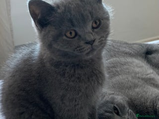 British Shorthair cats British Shorthair Blue Kittens 💛 Raised with Love - Advert 18