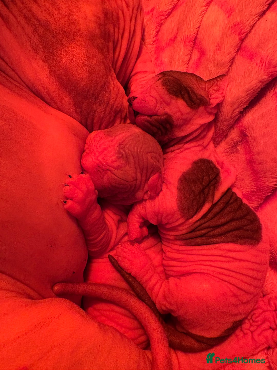 Sphynx cats for sale: Two beautiful male Sphynx kittens  - Advert 7