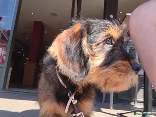 Schnoodle dogs Miniature schnoodle - Advert 1