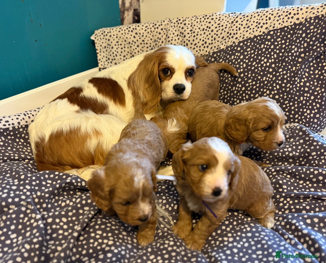 Cavapoo dogs for sale: Premium DNA Health Tested F1 Cavapoo Puppies - Advert 4