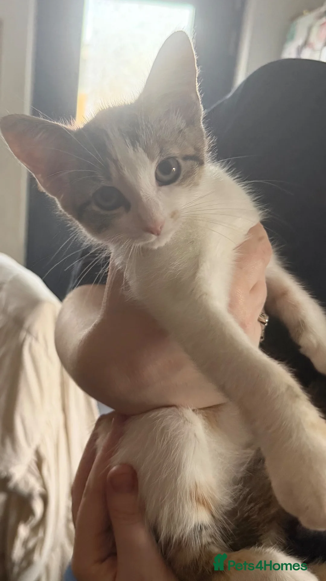 Mixed Breed cats for sale: 2 female kittens  in Kirkcaldy - Advert 1