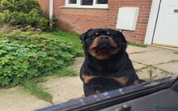 Rottweiler dogs for sale: Looking for new home  - Image 3