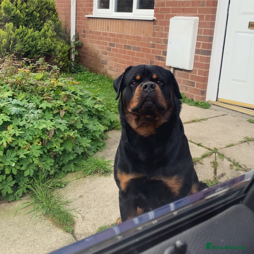 Rottweiler dogs for sale: Looking for new home  - Image 3